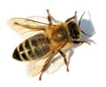 Bijen herkennen en verwijderen